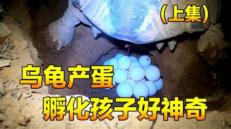 烏龜名字產生器|宠物海龟名字生成器 